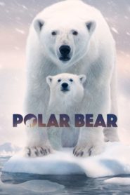 Polar Bear 2022