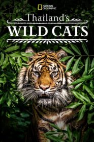 Thailand’s Wild Cats 2021
