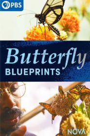 Butterfly Blueprints 2022