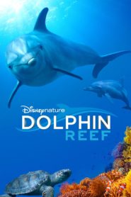 Dolphin Reef 2018